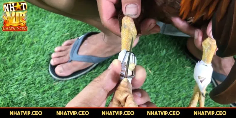 Giới thiệu về kỹ thuật cách băng cựa gà
