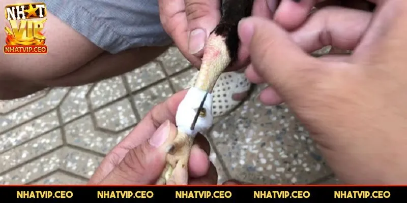 Quy trình băng cựa chi tiết nhất