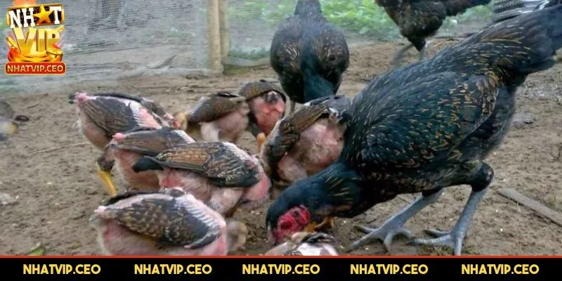Yếu tố ảnh hưởng của chiến kê này