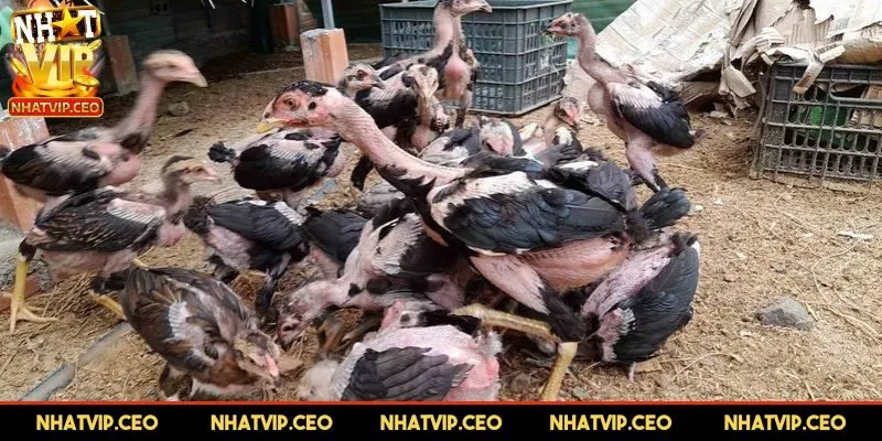 Thời điểm vàng đưa loài này lên sàn đấu